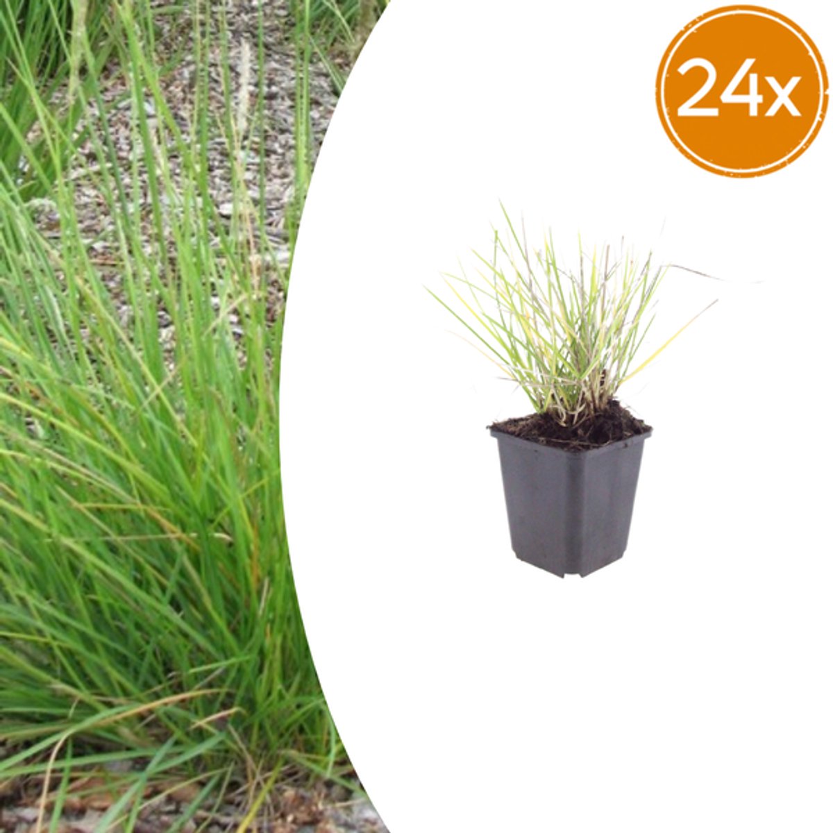 24x Sesleria autumnalis - 10-25cm - Ø9cm