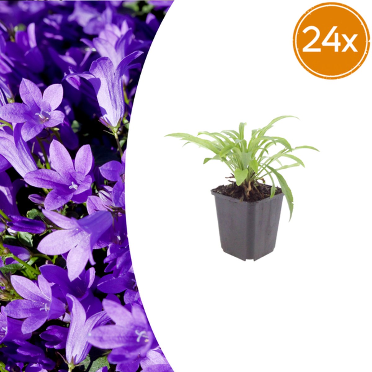 24x Campanula pers. 'Coerulea' - 10-25cm - Ø9cm
