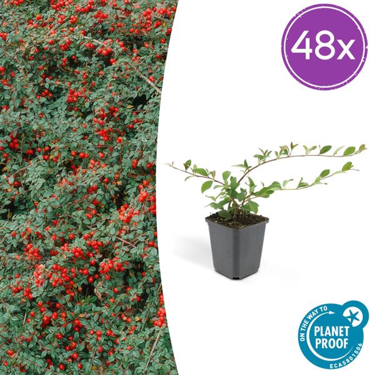 48x Cotoneaster dam. 'Major' - 25cm - Ø9cm