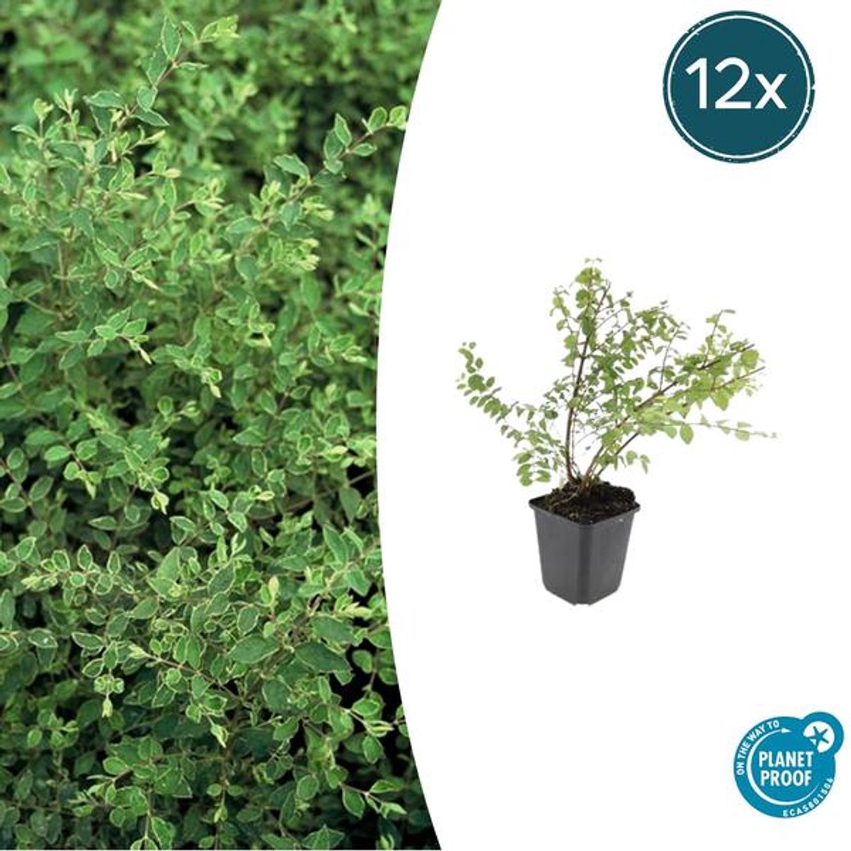 12x Symphoricarpos ch. 'Hancock' - 10-25cm - Ø9cm