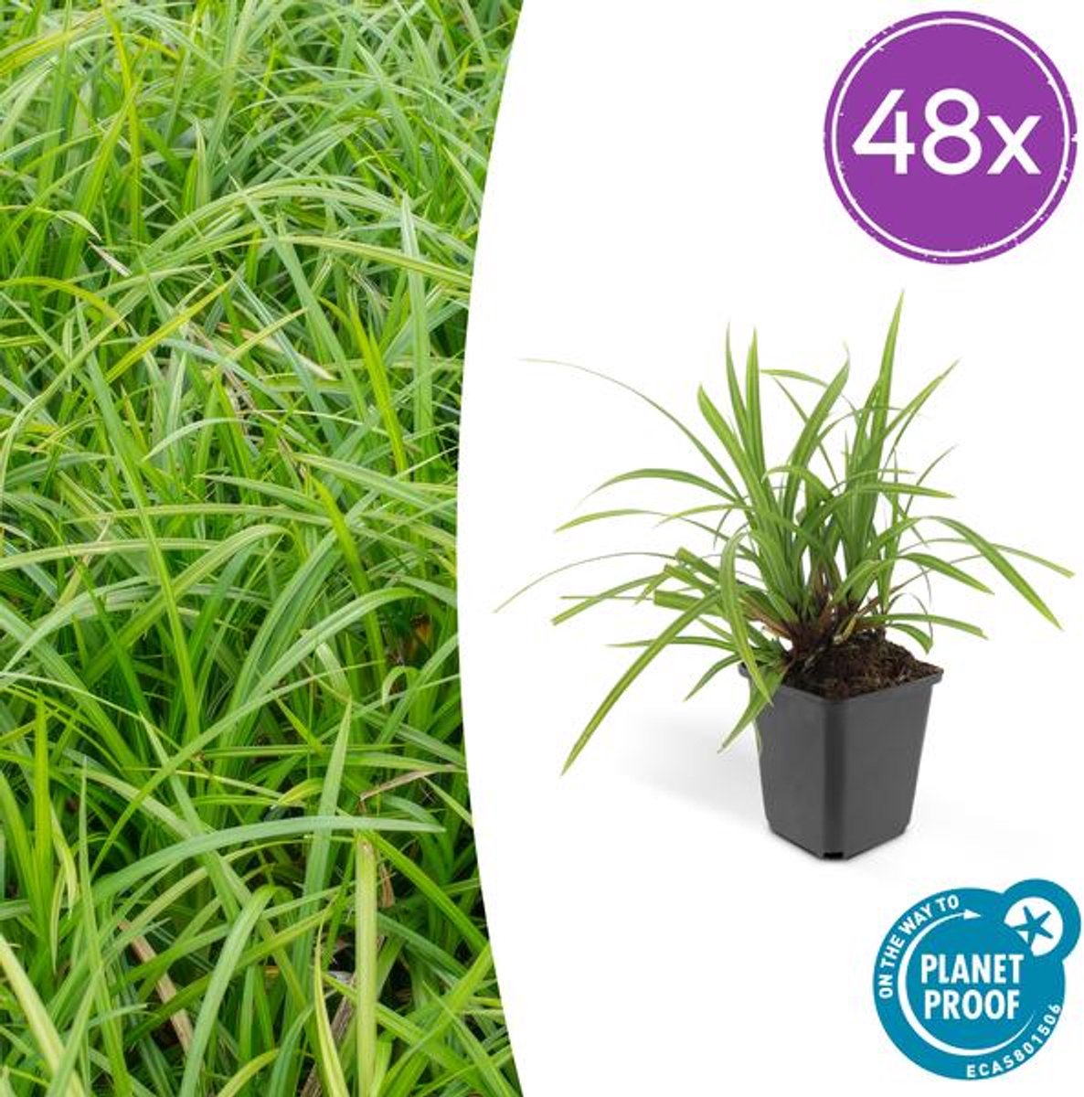 48x Carex morrowii 'Irish Green' - 10-25cm - Ø9cm