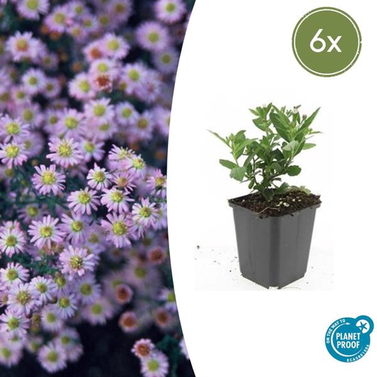 6x Aster ageratoides 'Stardust' - 10-25cm - Ø9cm