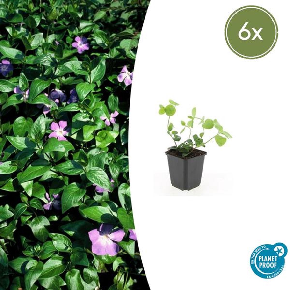 6x Vinca major - 10-25cm - Ø9cm