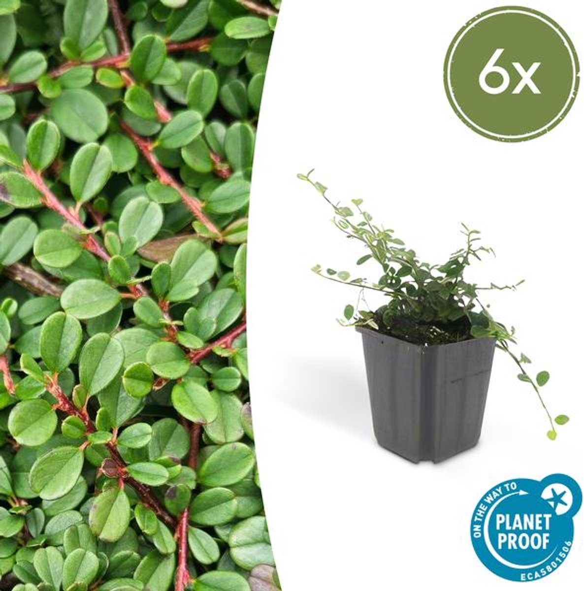 6x Cotoneaster pr. 'Streib's Findling' - 10-25cm - Ø9cm
