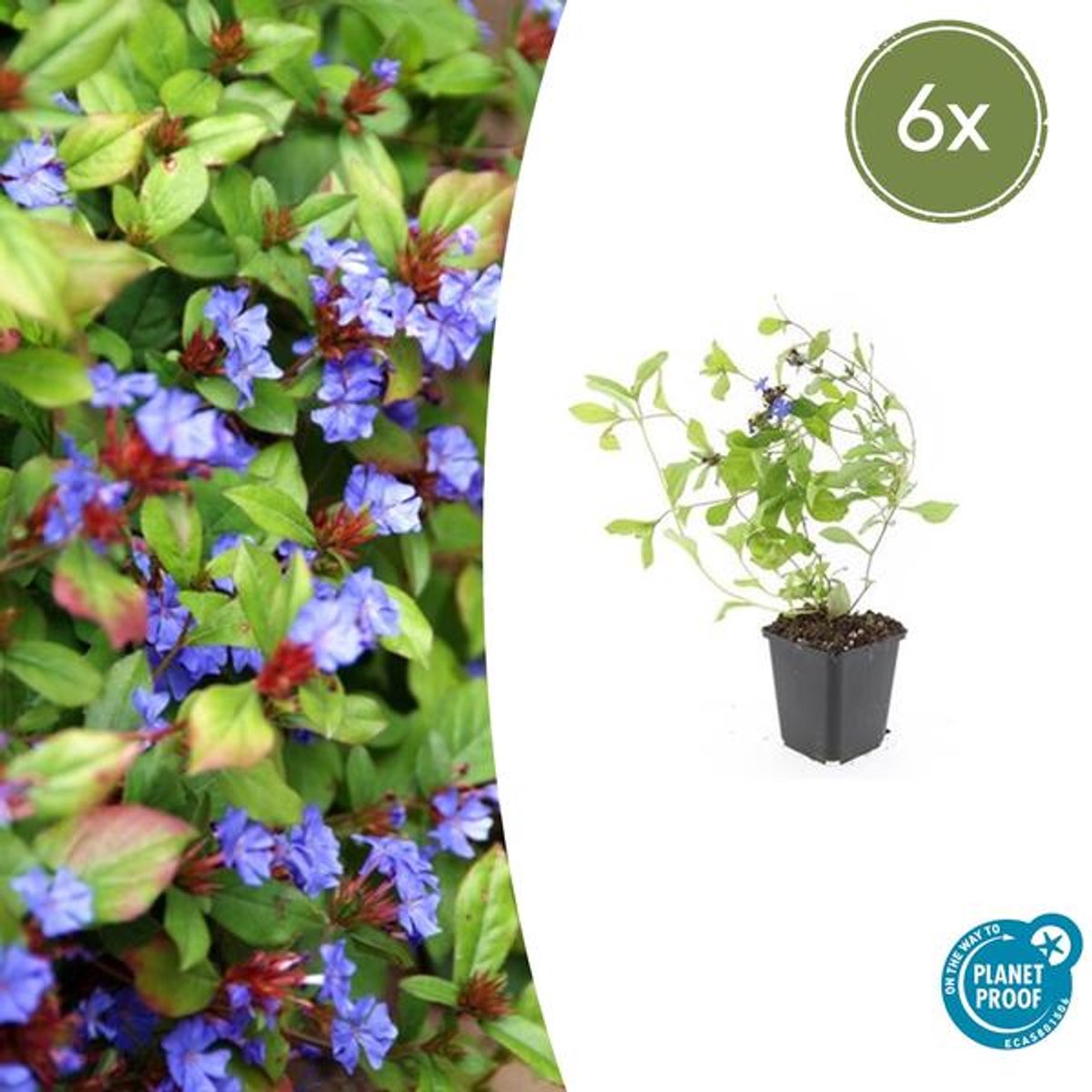 6x Ceratostigma plumbaginoides - 10-25cm - Ø9cm