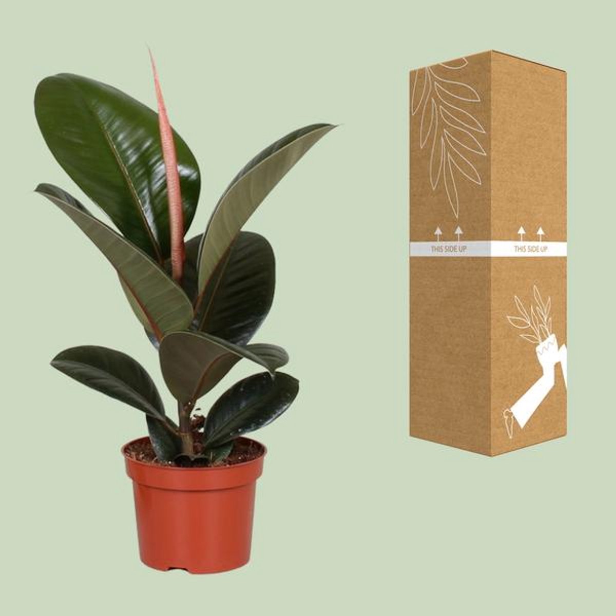 Ficus Elastica Robusta - Ø12cm - 35cm