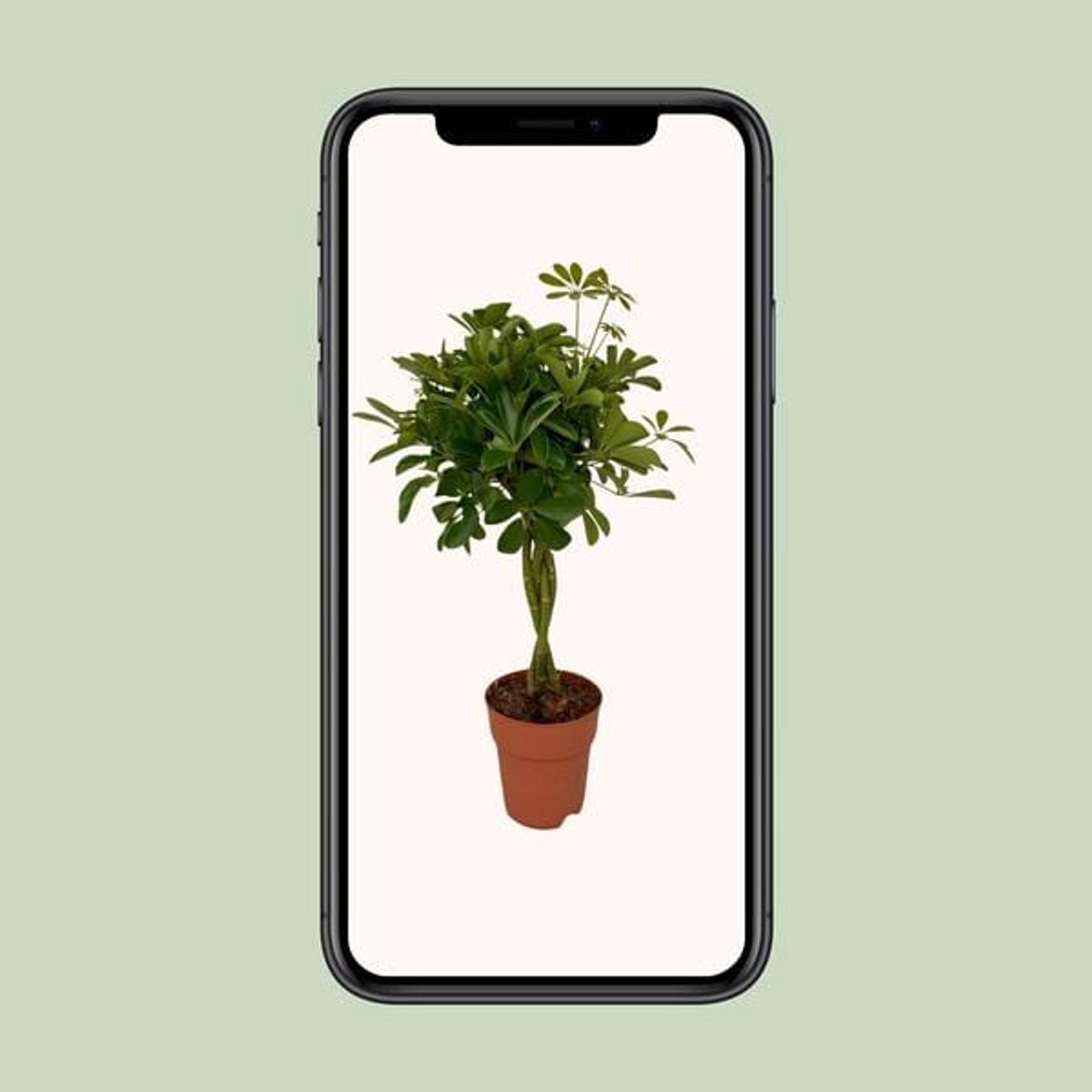 Schefflera Compacta - Ø19cm - 80cm
