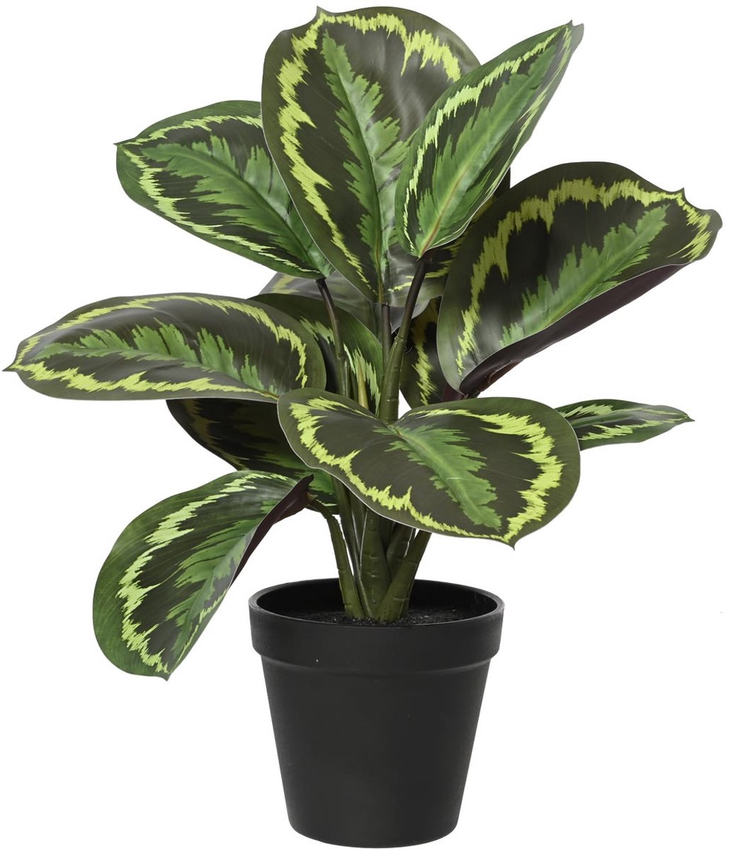 Everlands Maranta Groen in Zwarte Pot Ø 26 cm 35 cm - Kunstplanten