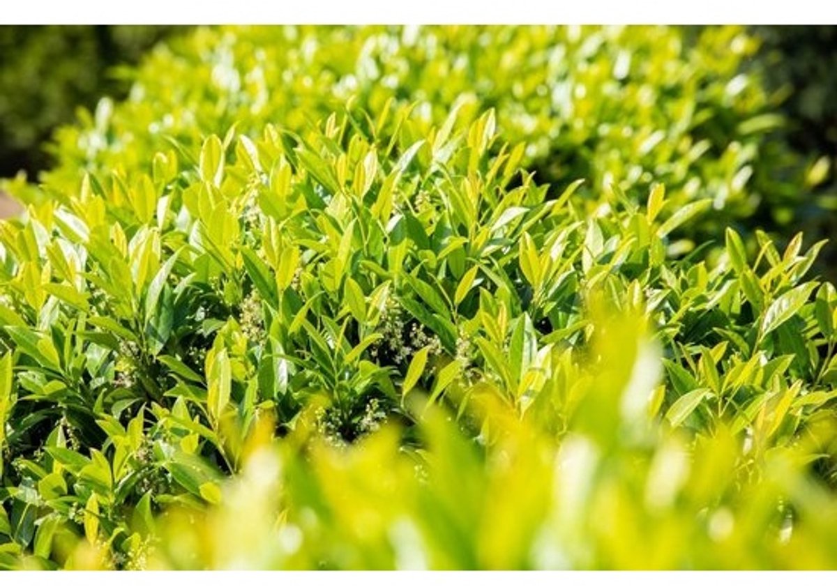 Altijd Groene Heggenplant Kersenstruik 'Novita' - 40-60 cm Potgegroeiend