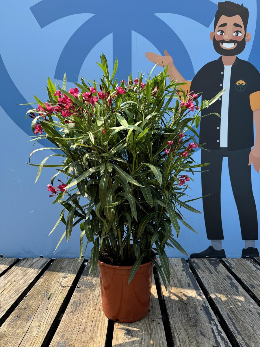 Dailygoods- Oleander Plant - Altijd Groen - Hoogte 100-120 cm - Voor Buiten - Winterhard - Rood Bloemend - Nerium Oleander - Tuinplant