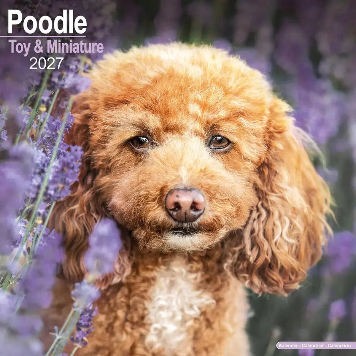 Poedel Toy en Miniatuur Kalender 2027