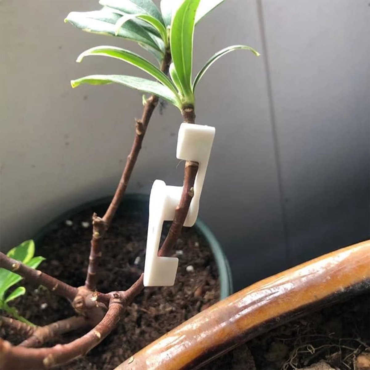 SnelShoppen - 30 stuks plantentraining buigapparaat, verstelbare herbruikbare geleiding voor tuinieren, bonsai, tomaten, stelen vormen en richtingen c