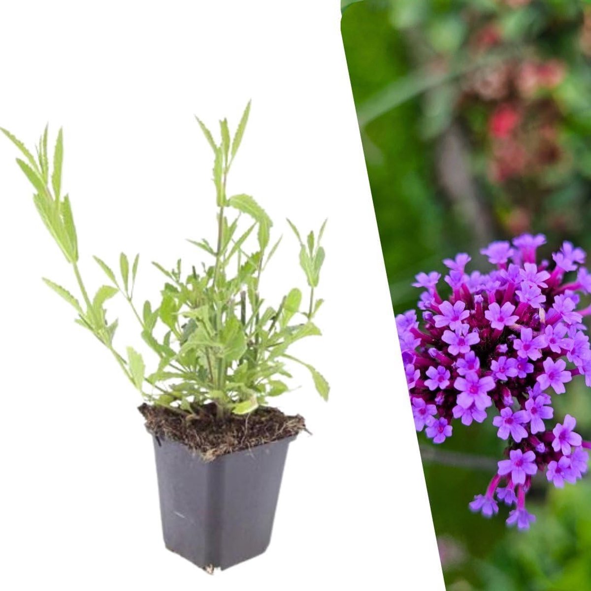 By Frank | 12 IJzerhard Planten | Verbena Bonariensis | Vaste Planten | Winterhard En Meerjarig | Paarse Bloemen | Zomergroen | Tuinplanten