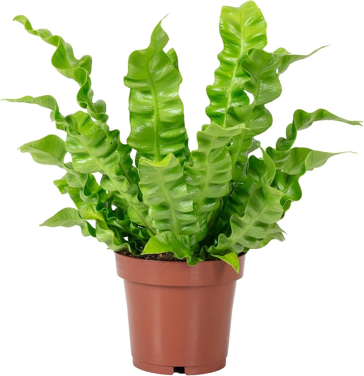Nestvaren - hoogte 25 cm - Asplenium nidus 'Crispy Wave' - makkelijk te verzorgen - ideaal voor woonkamer of kantoor - ShopVlot