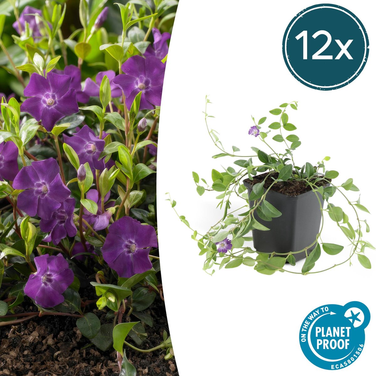 12x Vinca minor 'Atropurpurea', - 10-25cm - Ø9cm