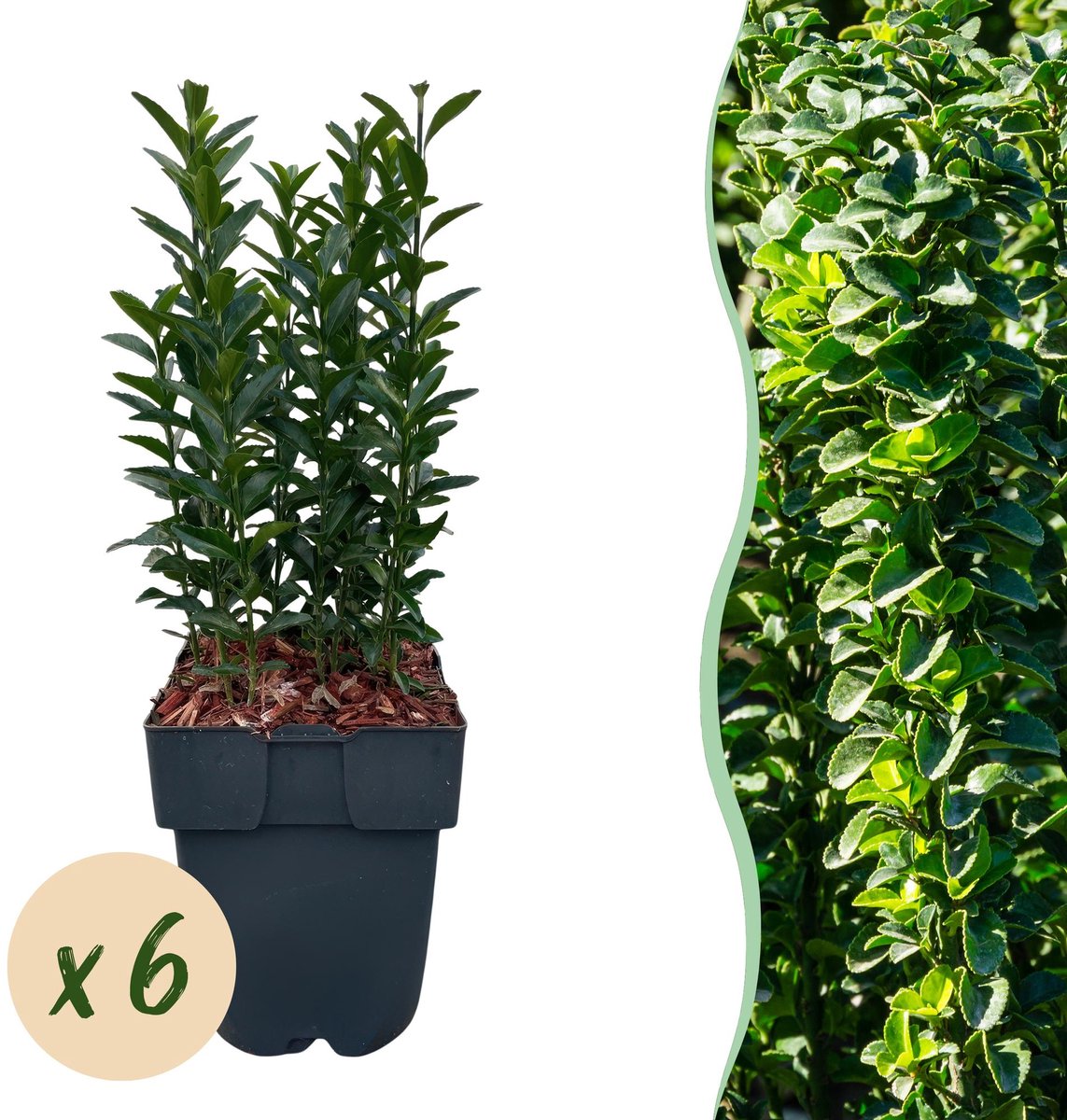 Haagplanten - Euonymus japonica Green Spire - blad groen - 6 planten - 1 strekkende meter - groenblijvend - pot 17cm hoogte 40cm