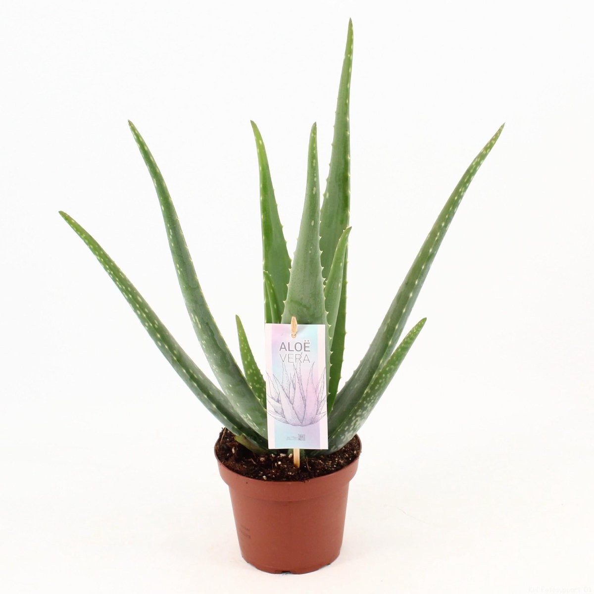 Aloe Vera P14 - Ø14cm - 45cm
