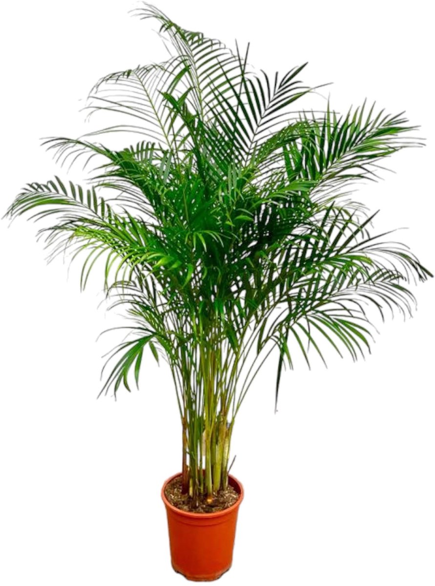 Dypsis Lutescens (Areca Palm) - 160 cm - ø27