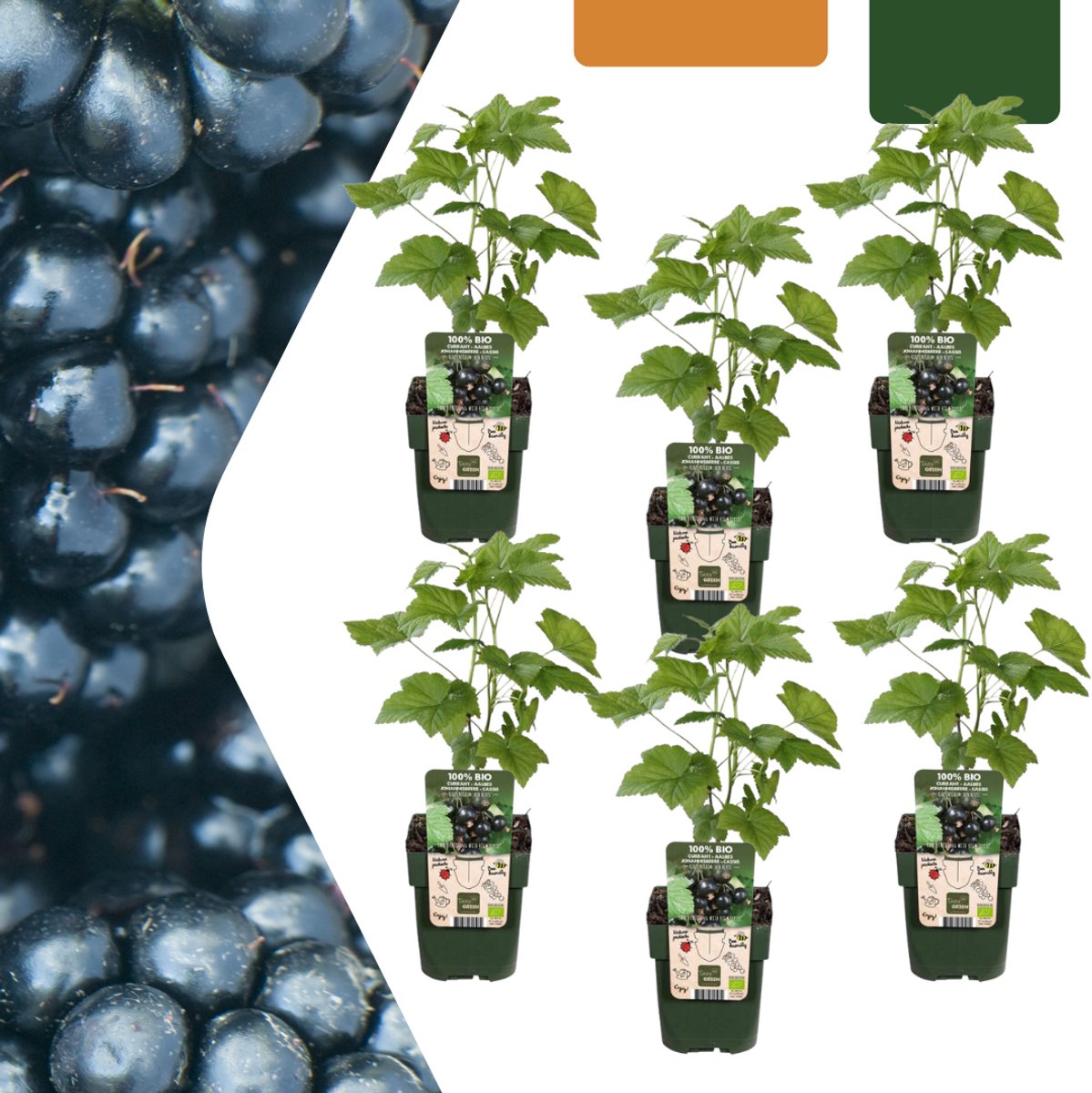 6 x Biologische bramenplanten - Ø 13 cm - ↨ 20 cm