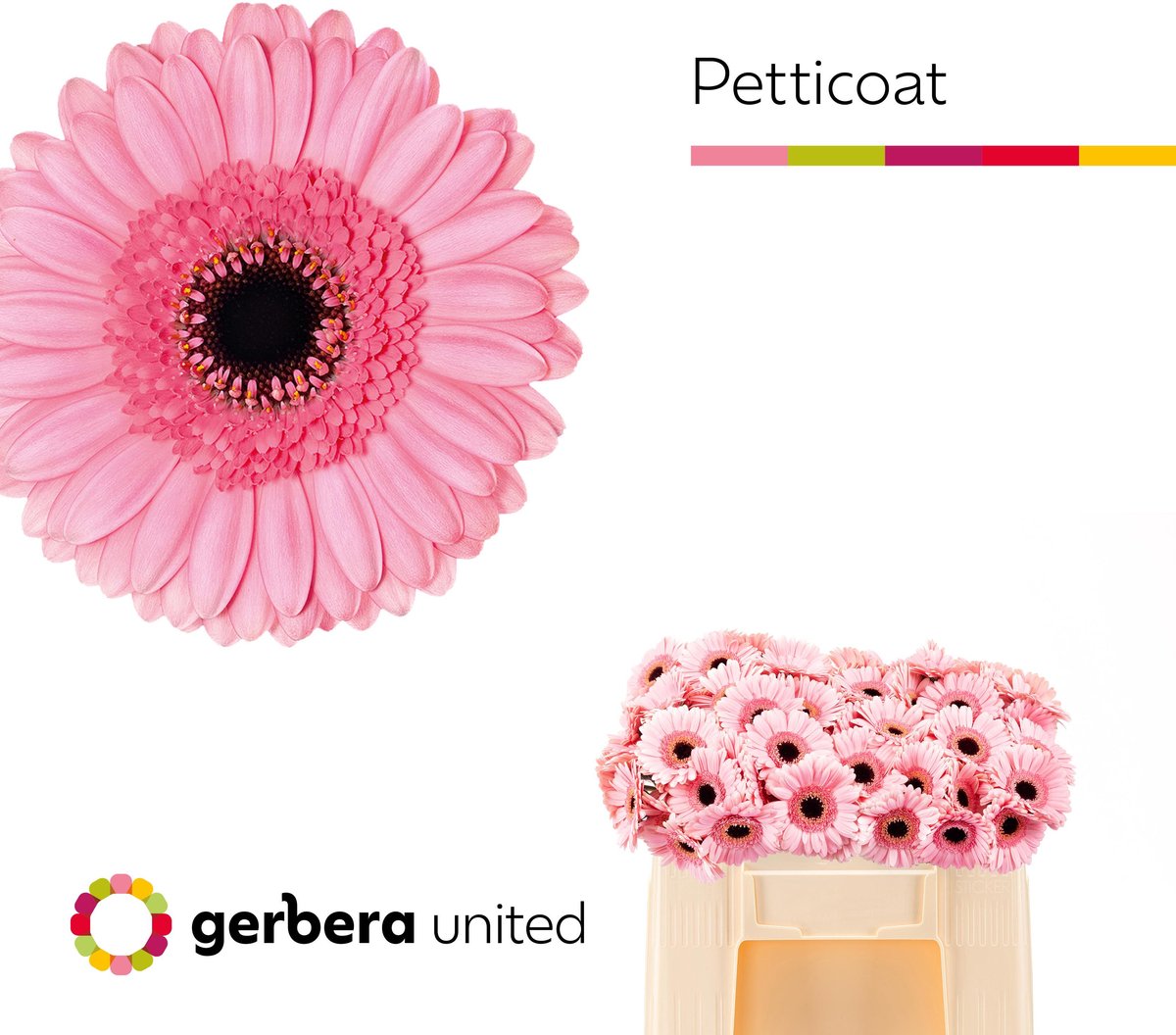 20x Germ.petticoat 50cm