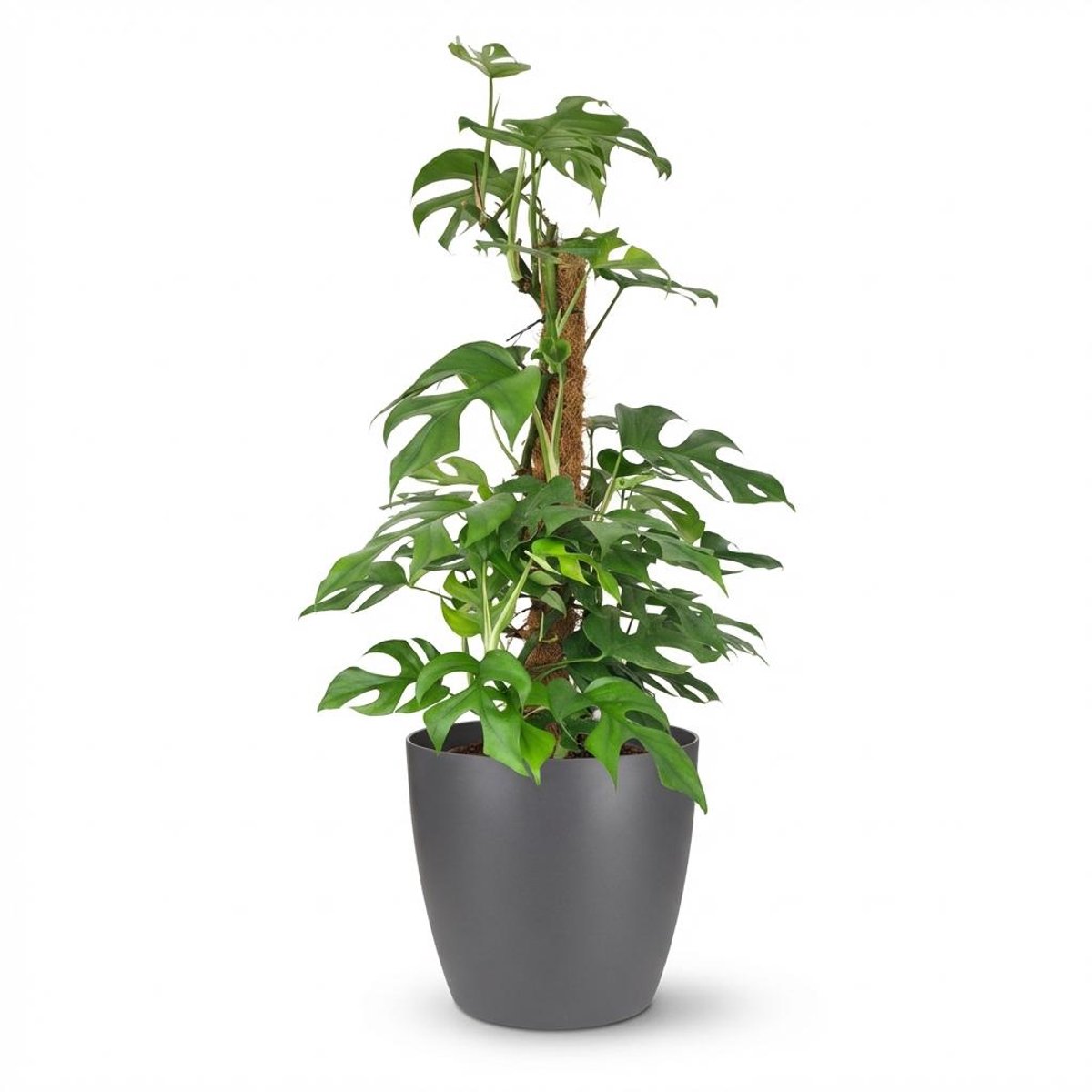 Plantenboetiek.nl | Mini Gatenplant - Monstera Minima Mosstok - Groen - Weinig onderhoud - met Potter Grijs - Ø19cm - 80-90cm hoog - Kamerplant - Groenblijvend