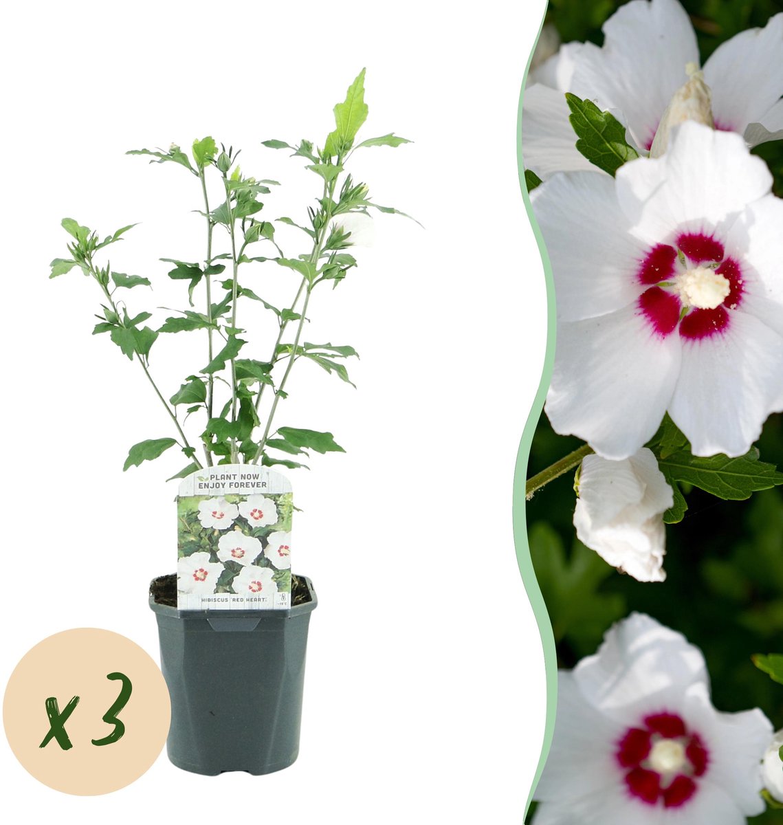 Plantenboetiek.nl | Hibiscus syriacus Red Heart - Tuin Hibiscus - Winterhard - Wit - Rood - 3 Planten - Ø17cm - 35-45cm hoog - Tuinplant