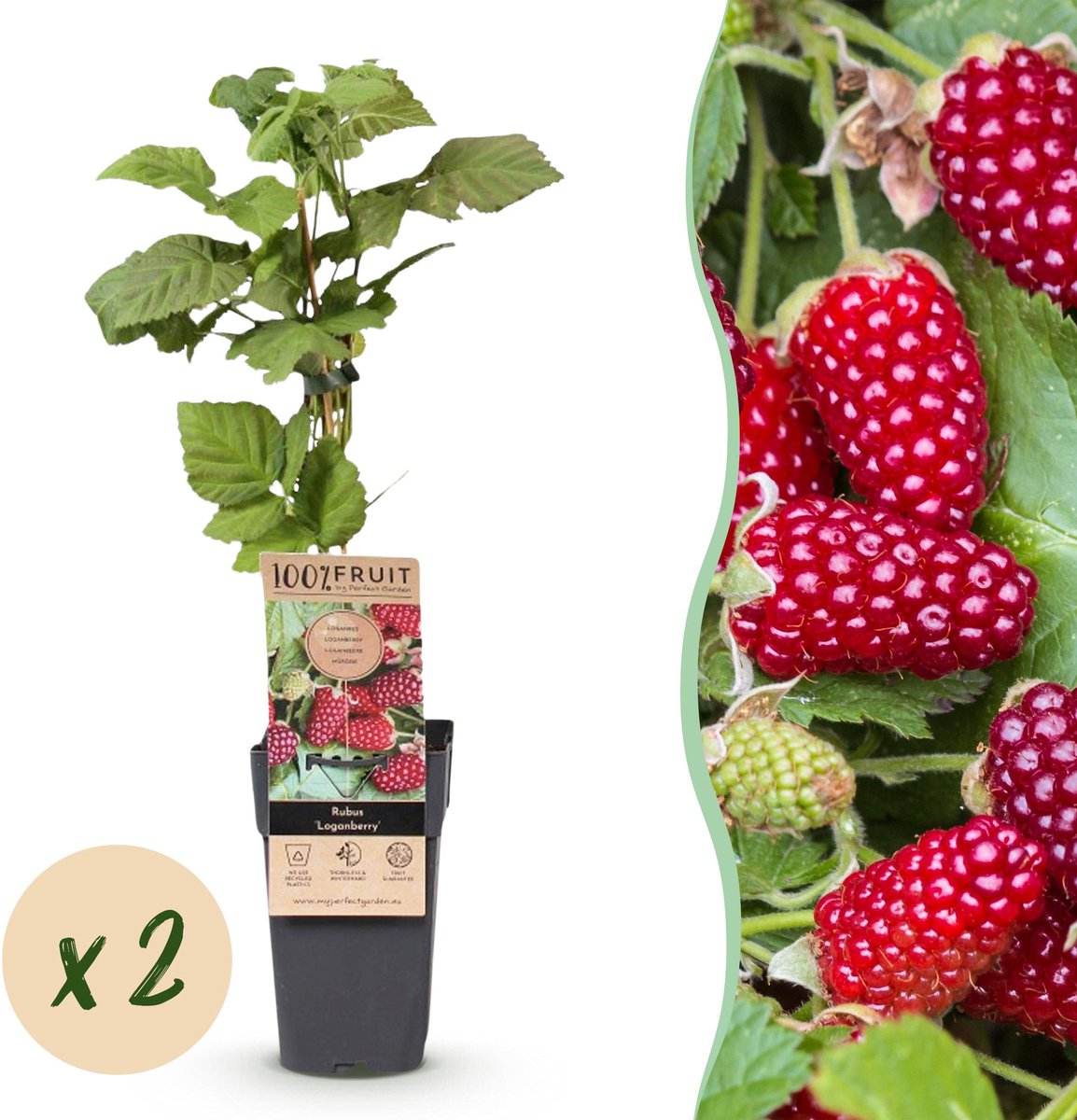 Plantenboetiek.nl | Rubus Thornless Loganberry - Braamboos - Winterhard - Rode Vrucht - 2 Planten - Ø15cm - 40-50cm hoog - Tuinplant