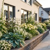 Plantenboetiek.nl | Borderpakket - Wit - 24 Vaste planten - 3 m2 - Diversen kleuren - Weinig Onderhoud - Ø11cm - 20-50cm hoog - Tuinplant