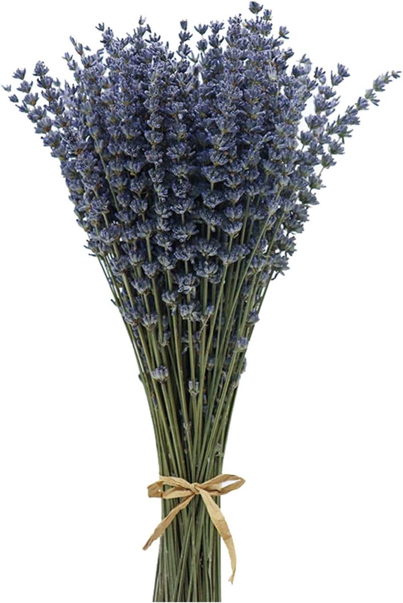 SnelShoppen - Dried Lavender Bunch 40-45cm - Gedroogde Lavendel Bloemen - Natuurlijke Decoratie voor Binnen - Bruiloften & Huiskamer
