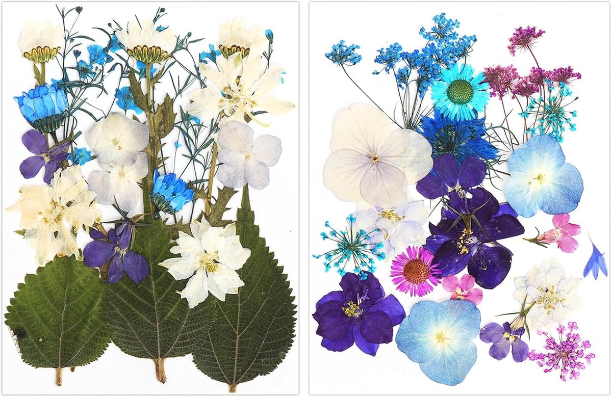 Droogbloemen geperste bloemen - 2 verpakkingen ca. 40 gedroogde bloemen - koude en warme tinten - ShopVlot