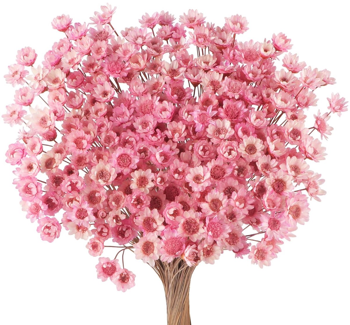 Solidchoice - 300 Dried Mini Daisy Bloemboeket