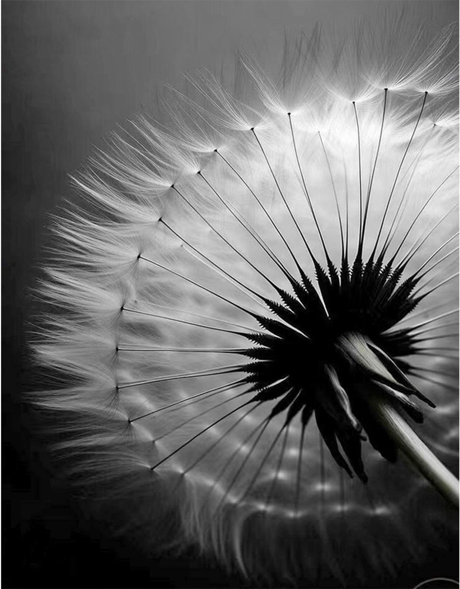 Solidchoice - Diamantschilderij Paardenbloem Zwart Wit 40 x 50 cm