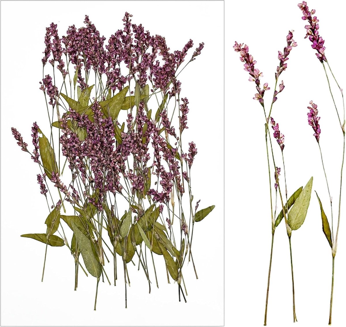 Gedroogde bloemen voor hars, natuurlijke hemelse bloemen, geperst en kleurrijk, perfect voor kaarsen en DIY sieraden, 60 stuks rode grasbloemen
