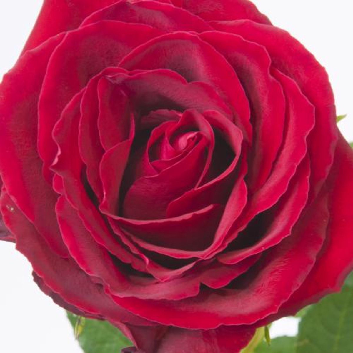 20x Rosa madam red 60cm