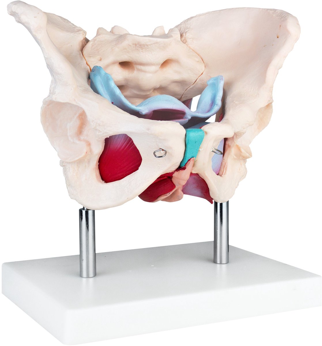Anatomisch model van het vrouwelijk skelet bekken bekkenmodel MedMod