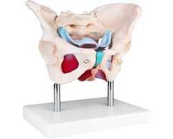 Anatomisch model van het vrouwelijk skelet bekken bekkenmodel MedMod