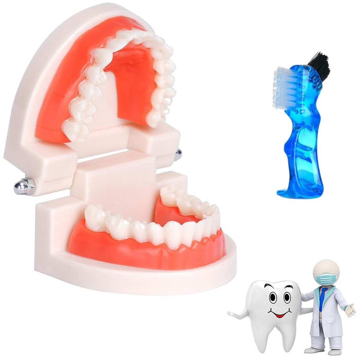 Standaard tandenmodel met tandenborstel voor demonstratie en onderwijs, ideaal voor kinderen en tandheelkundige training, leerhulpmiddel voor tanden en mondgezondheid