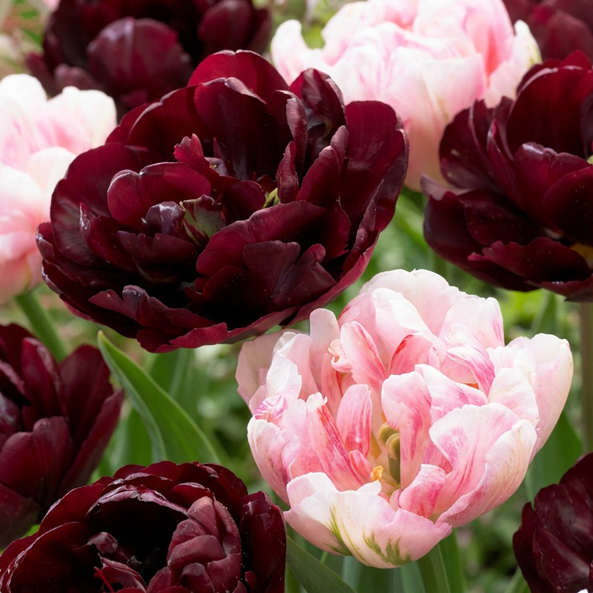 Green boutiQ - 48x Tulipa Sweet Desire mix - Tulp Sweet Desire mix - Diversen - Voorjaarsbloeier - Bolmaat 11/12