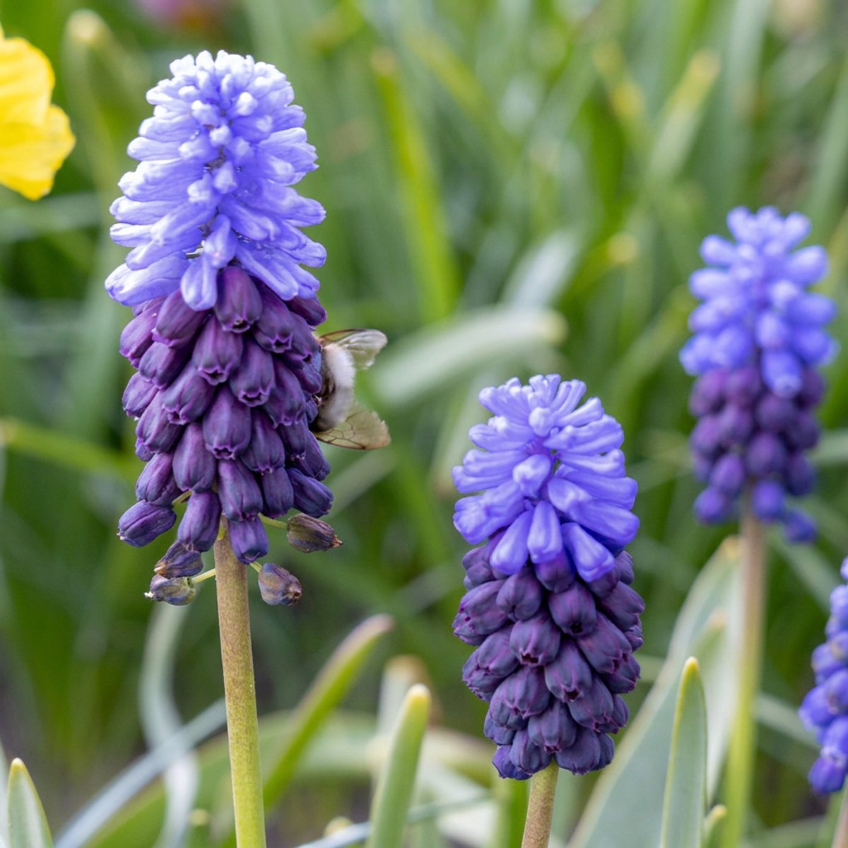 Green boutiQ - 50x Muscari Latifolium - Breedbladig blauw druifje - Blauw - Verwilderingsbol - Bolmaat 5/6