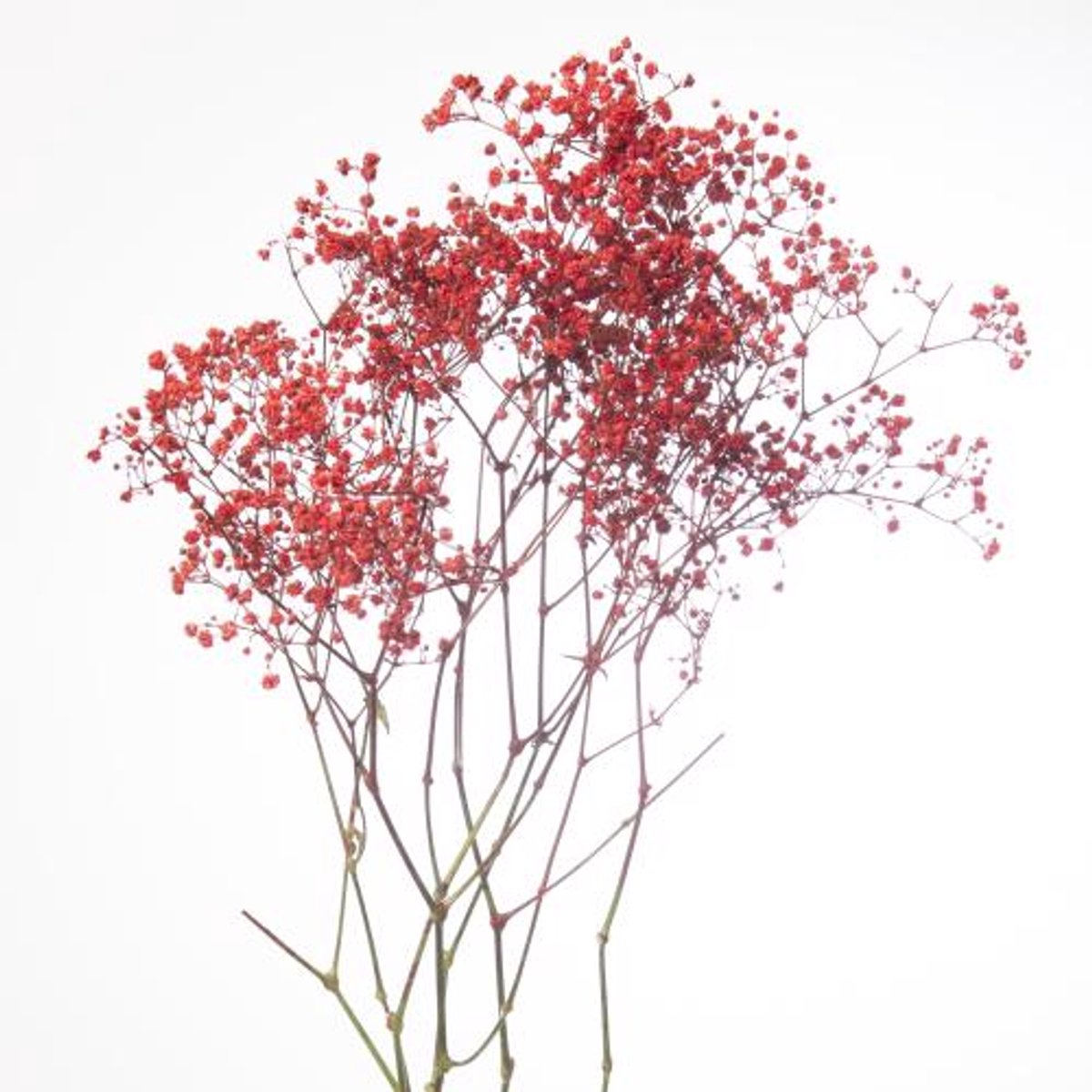 25x Gipskruid m.stars rood 70cm