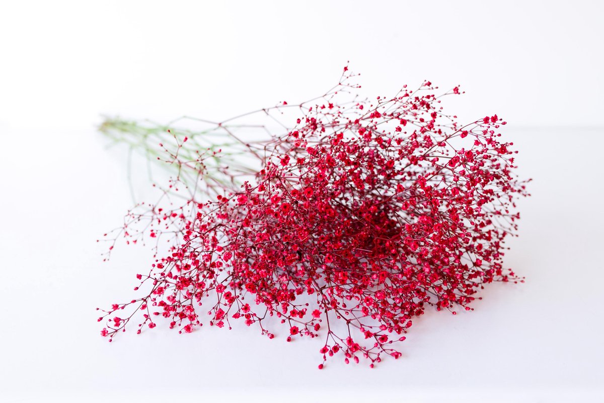 25x Gipskruid xlence rood 80cm