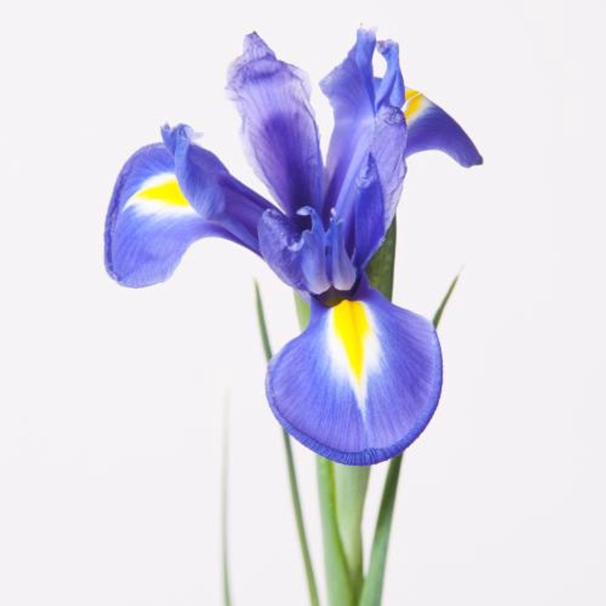 50x Iris blue magic 50cm