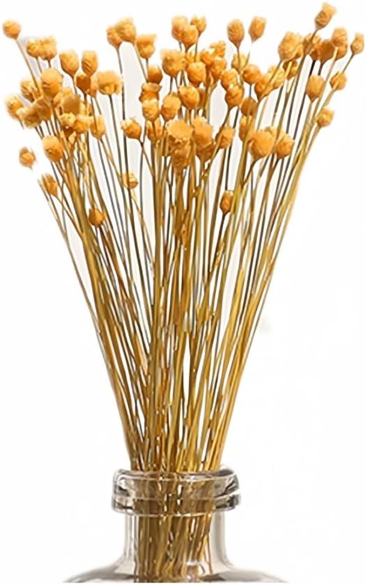 250 Stengels Natuurlijke Droge Bloemen Braziliaanse Kleine StarDaisy Decoratieve Gedroogde Bloemen Mini Madeliefje Kamille Boeket Voor Bruiloft DIY Home Party