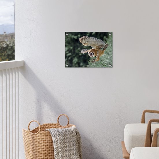 Hibou d'attaque 40x30 cm - petit