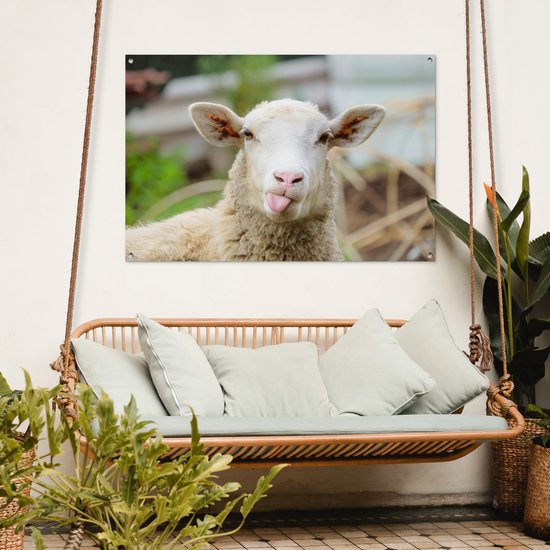 Un mouton tire la langue, avec une toison douce et des oreilles bordées de rose, accroché à un mur extérieur blanc au-dessus d'un banc suspendu.