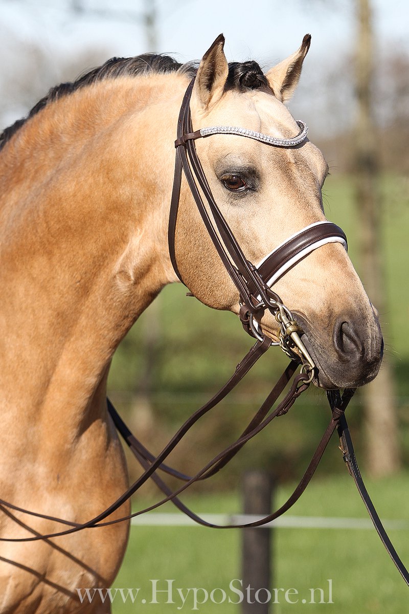 Premiera Levanto Bruin/Wit Stang & Trens Hoofdstel met Bling Frontriem - Full
