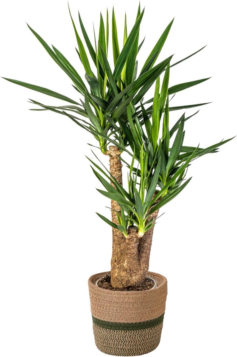 Kamerplant Yucca - Olifantspoot plant - Interieur verfraaien - Vertakte groei - 80-100cm - Groen