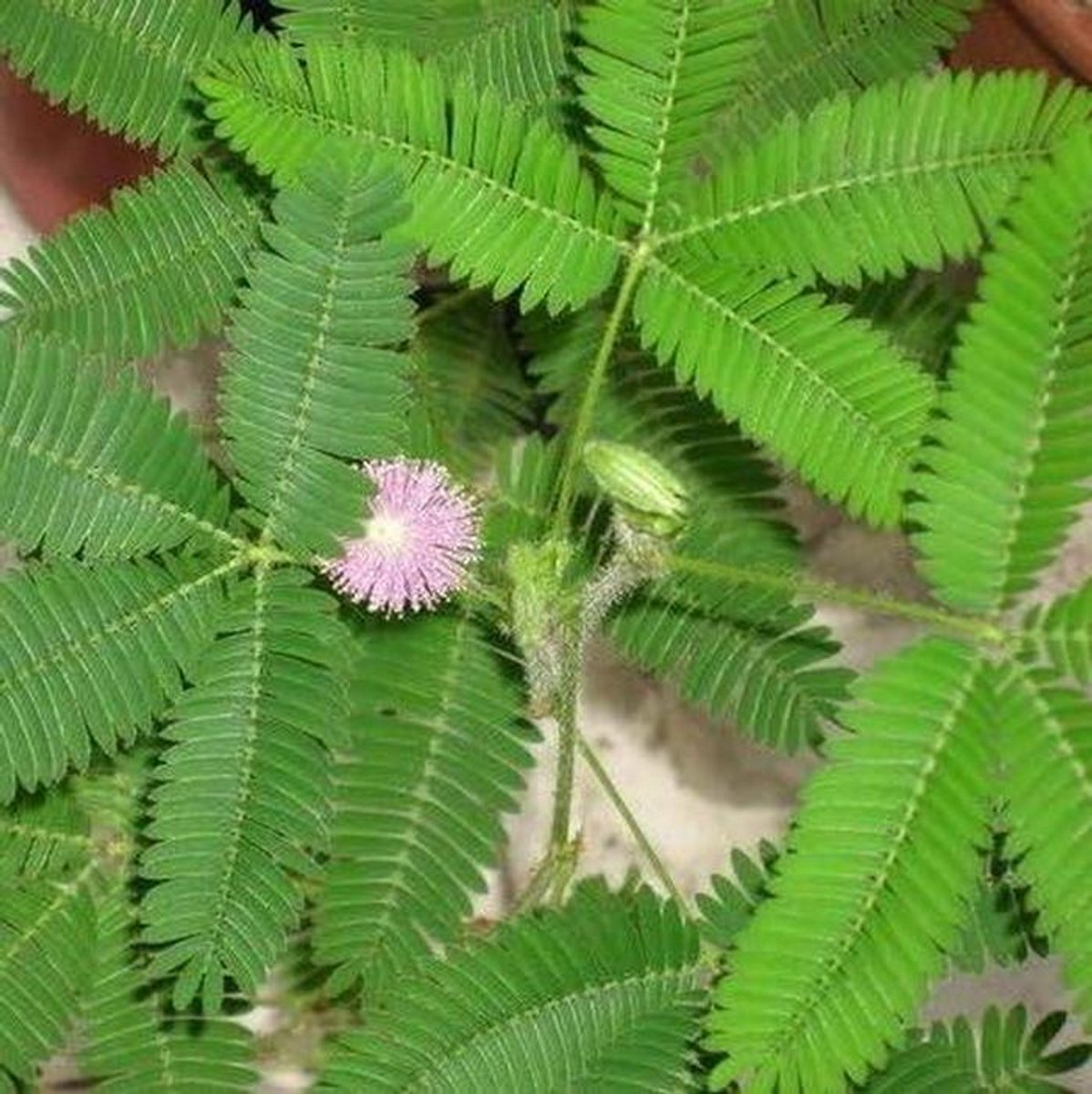 Azalea Zaden - Zeldzame Variëteiten - Bloementuin Aanleggen - Makkelijk Te Kweken - 100 Stuks - Gemengd