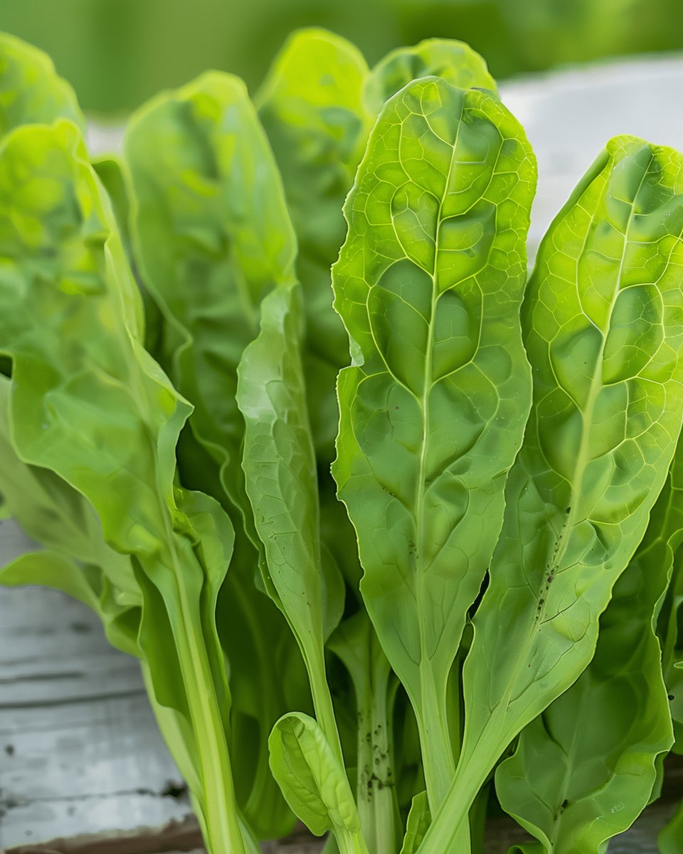 3 sets - Zuring Zaden Rumex Acetosa Meerjarig Kruid