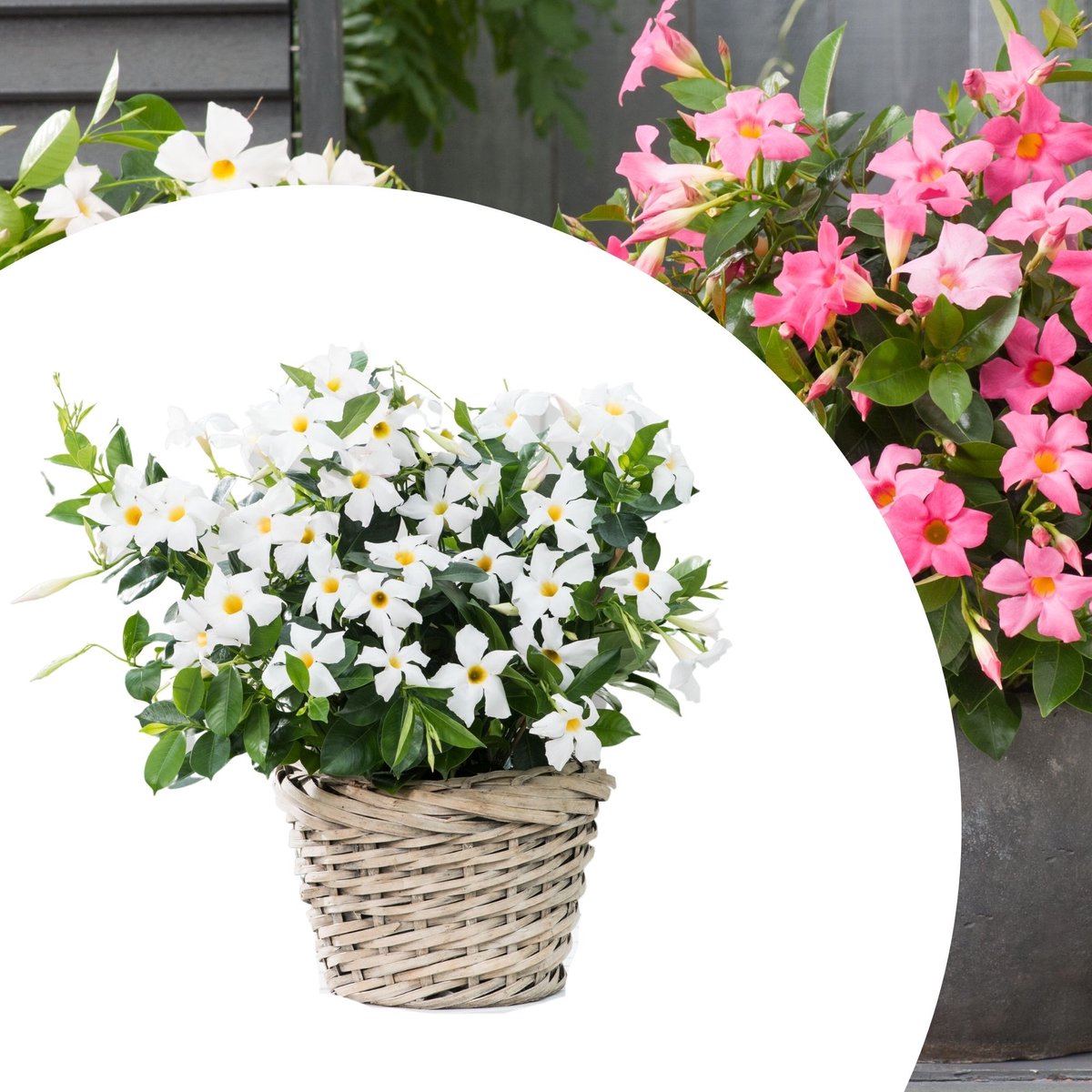 Dipladenia (Dipladenia) - Mandevilla / - Braziliaanse Jasmijn White (Potplant) - Vaste planten - Bijen-Vlinders - (Ook)-Voor in huis - Klimplant